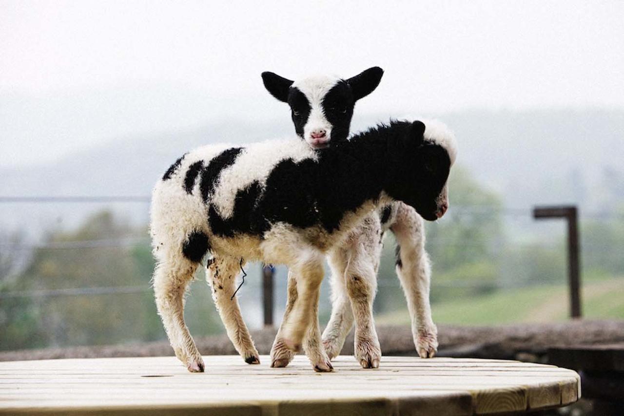 Готель Bank Ground Farm Коністон Екстер'єр фото